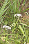 Swamp milkweed